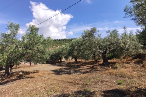 13750m² Land en Polygyros, Greece No. 56571 16