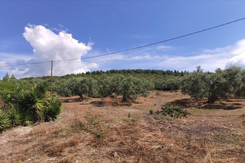 13750m² Land in Polygyros, Greece No. 56571 12