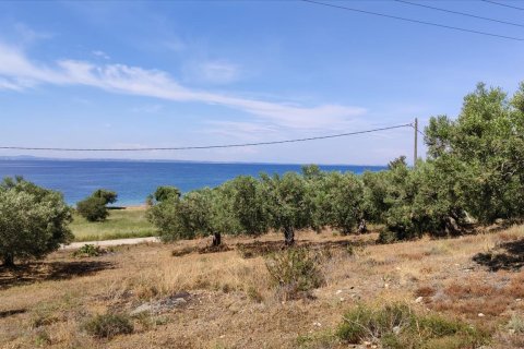 13750m² Land in Polygyros, Greece No. 56571 8