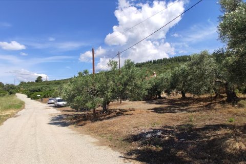 13750m² Land en Polygyros, Greece No. 56571 17