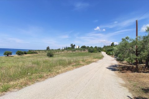 13750m² Land à Polygyros, Greece No. 56571 15