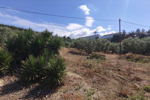 13750m² Land in Polygyros, Greece No. 56571 2