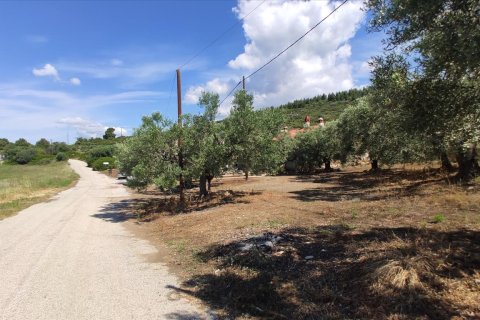 13750m² Land en Polygyros, Greece No. 56571 14