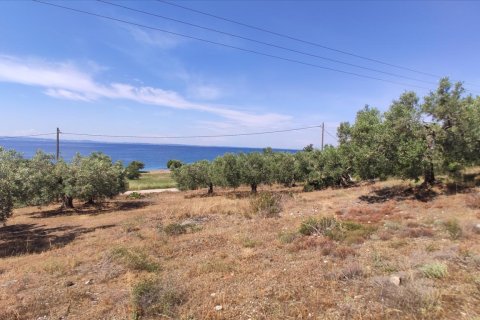 13750m² Land in Polygyros, Greece No. 56571 4