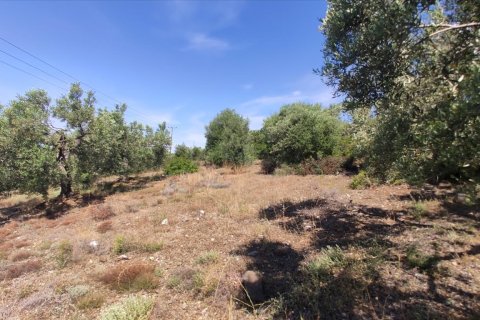 13750m² Land en Polygyros, Greece No. 56571 6