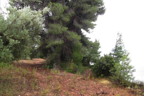 54096m² Land in Chalkidiki, Greece No. 59631 3