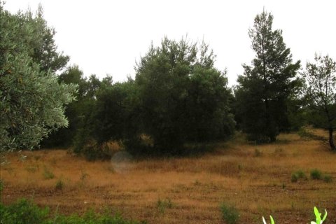 54096m² Land in Chalkidiki, Greece No. 59631 13