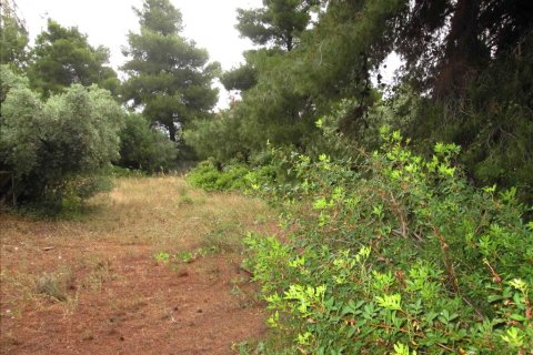 54096m² Land en Chalkidiki, Greece No. 59631 9