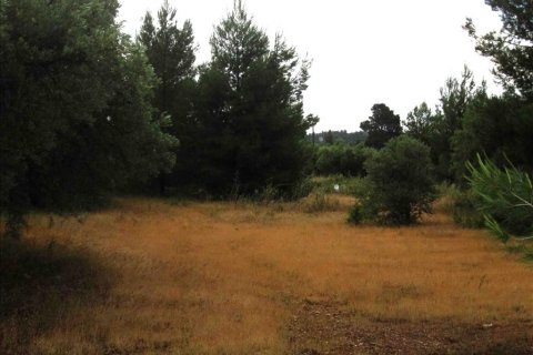 54096m² Land en Chalkidiki, Greece No. 59631 10