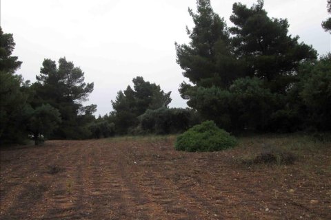 54096m² Land en Chalkidiki, Greece No. 59631 14