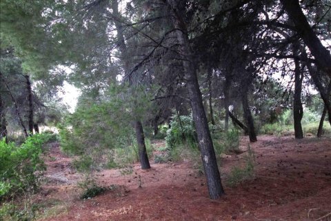 54096m² Land in Chalkidiki, Greece No. 59631 4