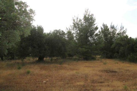 54096m² Land en Chalkidiki, Greece No. 59631 5