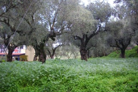 Land in Zakynthos, Greece No. 24693 7