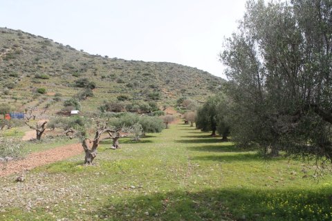 5000m² Land à Agios Nikolaos, Greece No. 57391 2