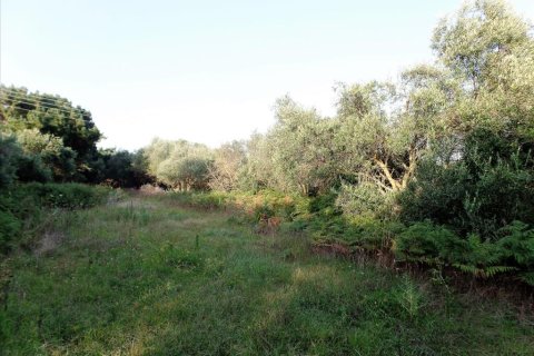 6409m² Land à Corfu, Greece No. 58002 4