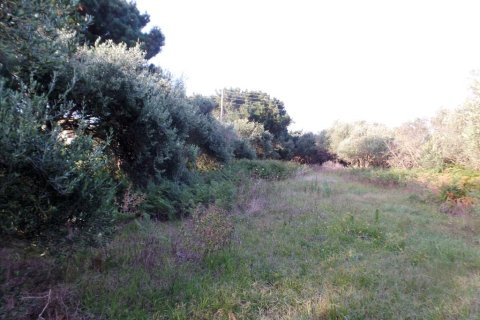 6409m² Land à Corfu, Greece No. 58002 5