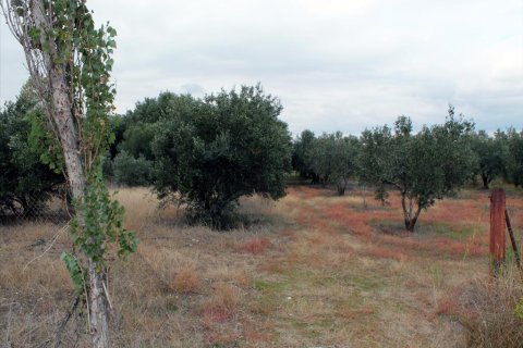 4000m² Land en Chalkidiki, Greece No. 60058 3