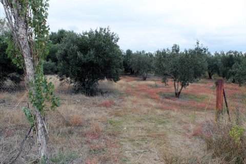 4000m² Land in Chalkidiki, Greece No. 60058 5