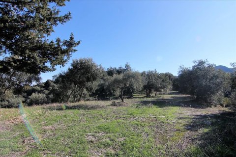 41000m² Land in Corfu, Greece No. 57767 22