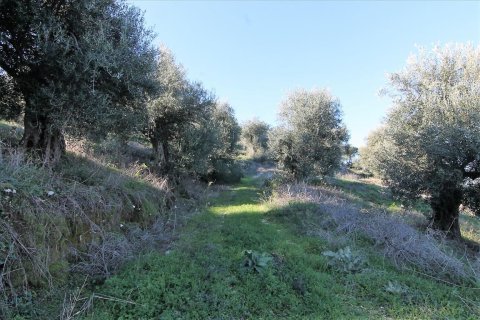 41000m² Land en Corfu, Greece No. 57767 7