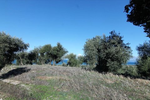 41000m² Land in Corfu, Greece No. 57767 23