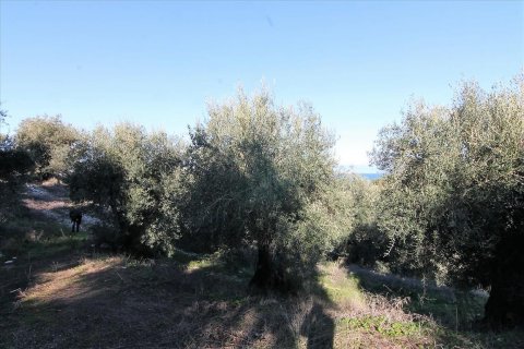 41000m² Land en Corfu, Greece No. 57767 11