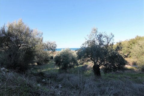 41000m² Land en Corfu, Greece No. 57767 6