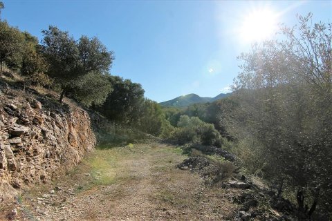 41000m² Land en Corfu, Greece No. 57767 26