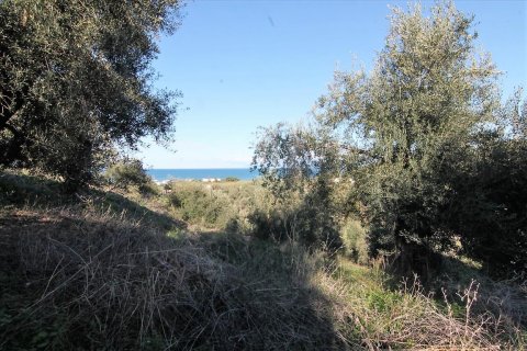 41000m² Land en Corfu, Greece No. 57767 9