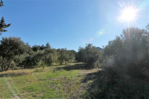 41000m² Land in Corfu, Greece No. 57767 21