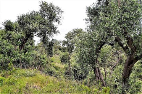 5000m² Land en Corfu, Greece No. 57371 4