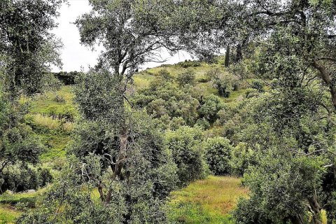 5000m² Land en Corfu, Greece No. 57371 6