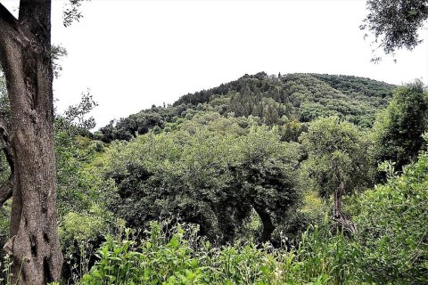 5000m² Land in Corfu, Greece No. 57371 5