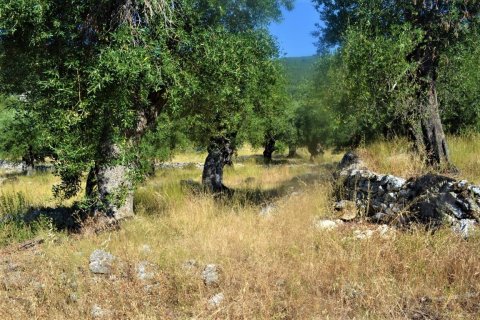 4127m² Land in Corfu, Greece No. 56520 6