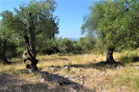 4127m² Land in Corfu, Greece No. 56520 7