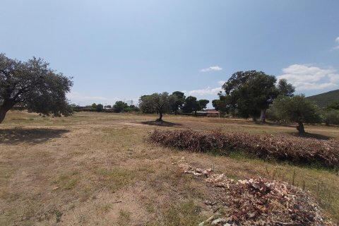 5000m² Land en Chalkidiki, Greece No. 56251 4