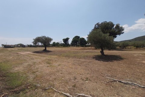 5000m² Land in Chalkidiki, Greece No. 56251 2