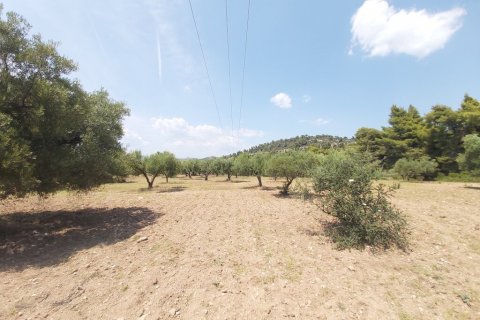 8000m² Land à Chalkidiki, Greece No. 56279 5