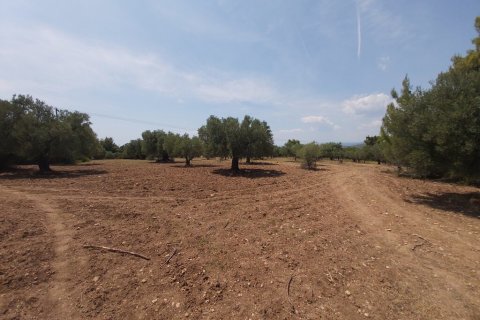 8000m² Land en Chalkidiki, Greece No. 56279 1