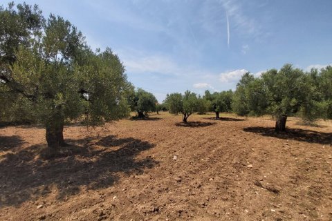 8000m² Land en Chalkidiki, Greece No. 56279 2