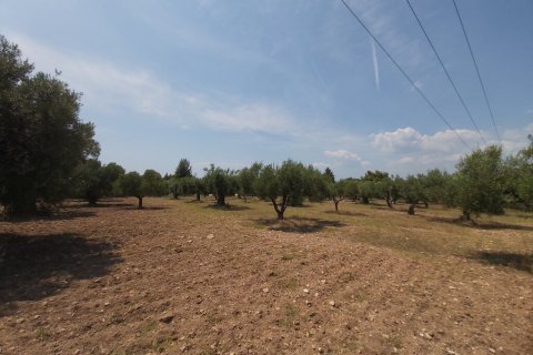 8000m² Land à Chalkidiki, Greece No. 56279 3