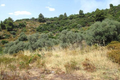 10500m² Land in Chalkidiki, Greece No. 59603 11