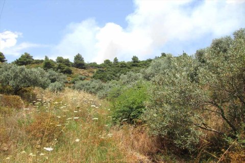 10500m² Land in Chalkidiki, Greece No. 59603 4