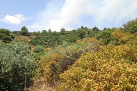 10500m² Land in Chalkidiki, Greece No. 59603 7