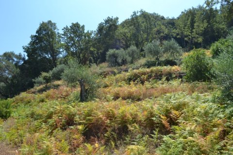 7000m² Land in Corfu, Greece No. 59064 3