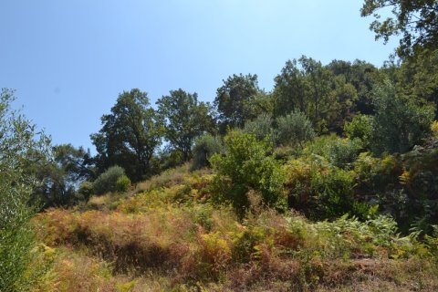 7000m² Land in Corfu, Greece No. 59064 4