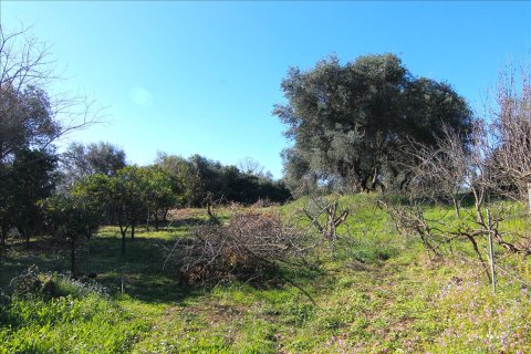 4262m² Land in Corfu, Greece No. 58876 7