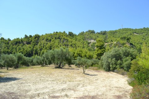 12300m² Land in Chalkidiki, Greece No. 58530 7