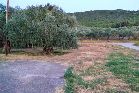 300m² Negocio en Thasos, Greece No. 58532 7