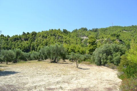 31000m² Land à Chalkidiki, Greece No. 58529 3